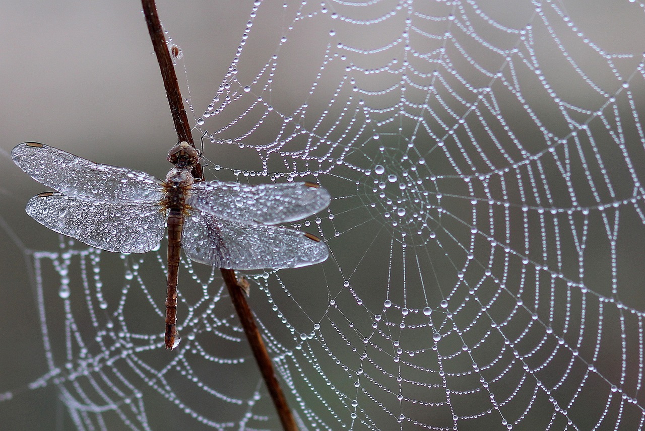 spider web with dragon fly